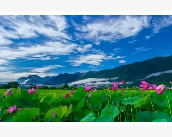 麻杏治咳化痰合剂：通用中医药方，拯救你的咳嗽困扰